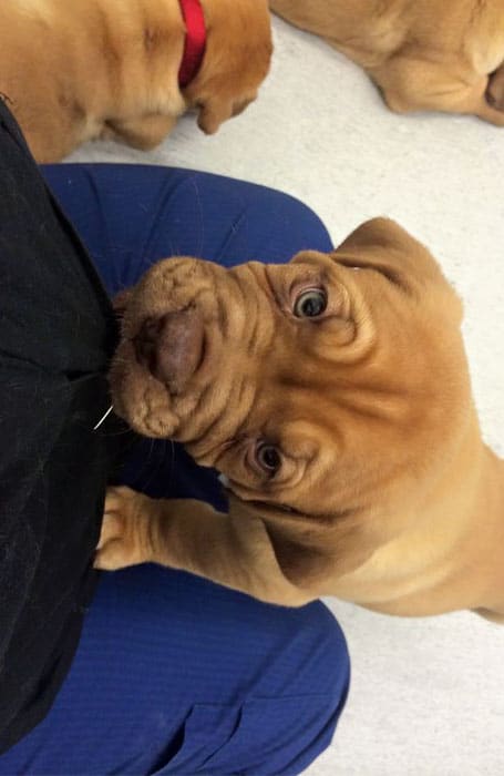 Røde hundehvalpe hos Gundsø Dyreklinik