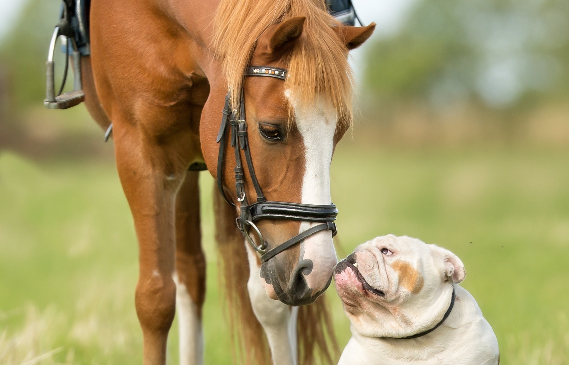 Hest og hund mødes i græsset